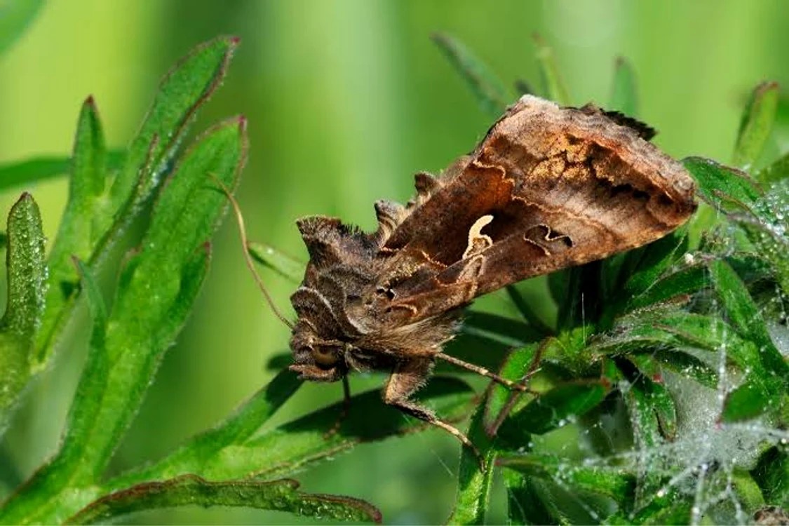 Fluture de noapte din specia buha gamma (Autographa gamma). FOTO: Autoritatea Fitosanitară