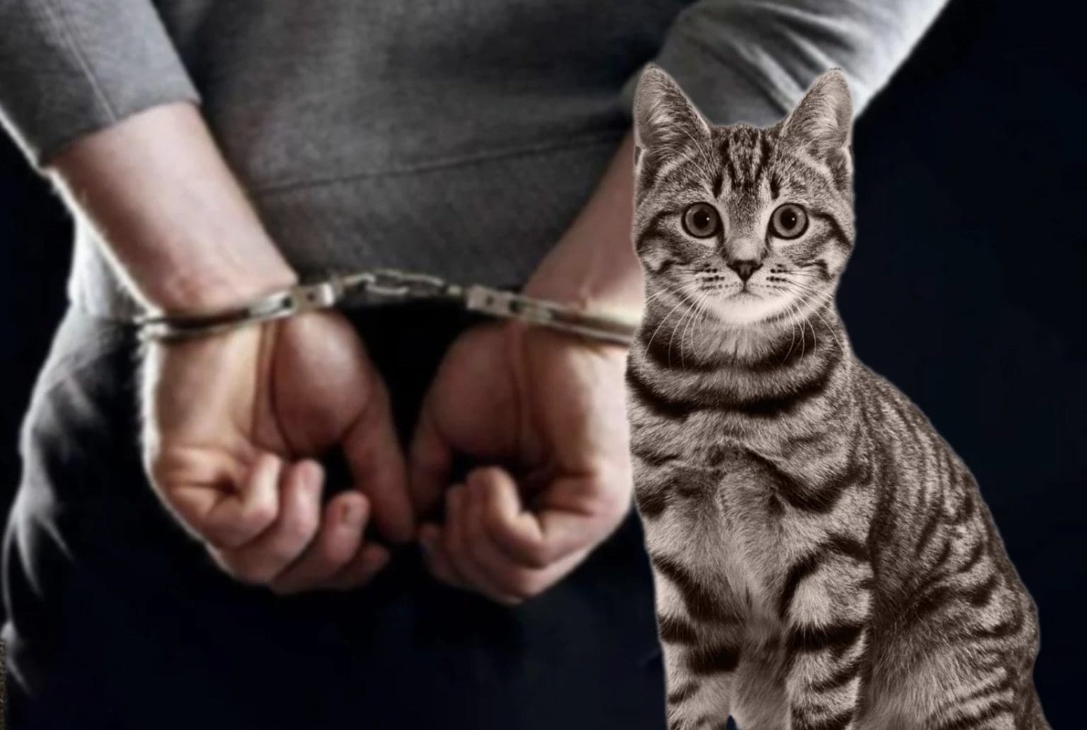 Bărbatul din Pușcași care a ucis o pisică pentru că „avea draci pe el” riscă acum până la 7 ani de închisoare